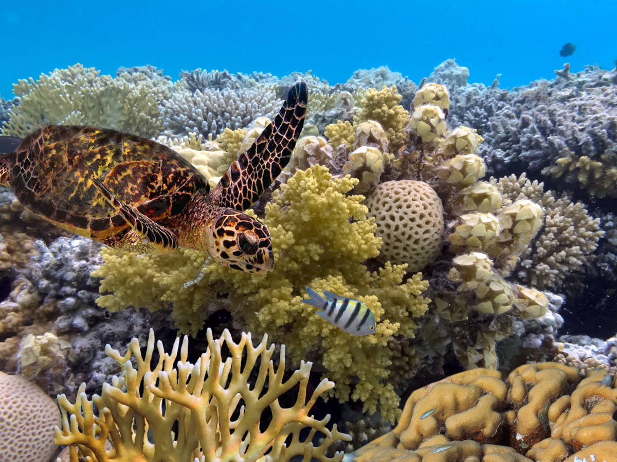 Scientists Report Unexpected Coral Reef Recovery in Indian Ocean