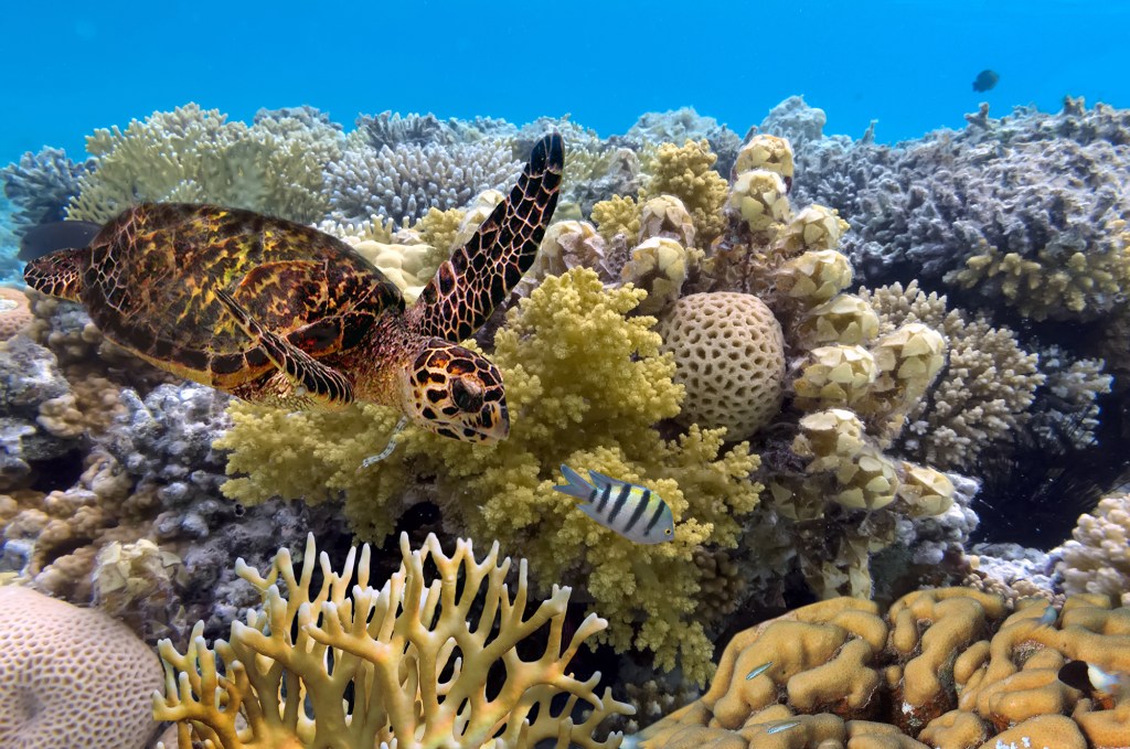 A hawksbill sea turtle swimming near a vibrant coral reef with various types of corals and a small striped fish in clear blue water.